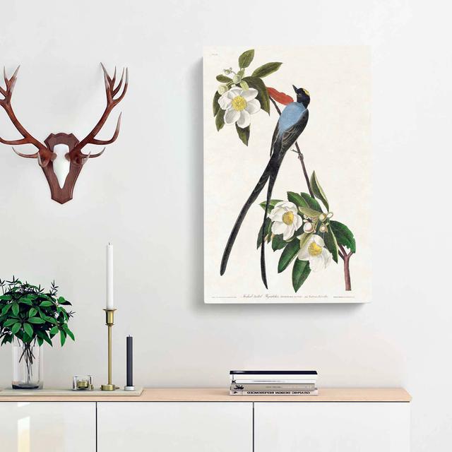 Fork Tailed Flycatcher Bird by John James Audubon - Wrapped Canvas Painting Pint East Urban Home Size: 50cm H x 35cm W x 3cm D on Productcaster.