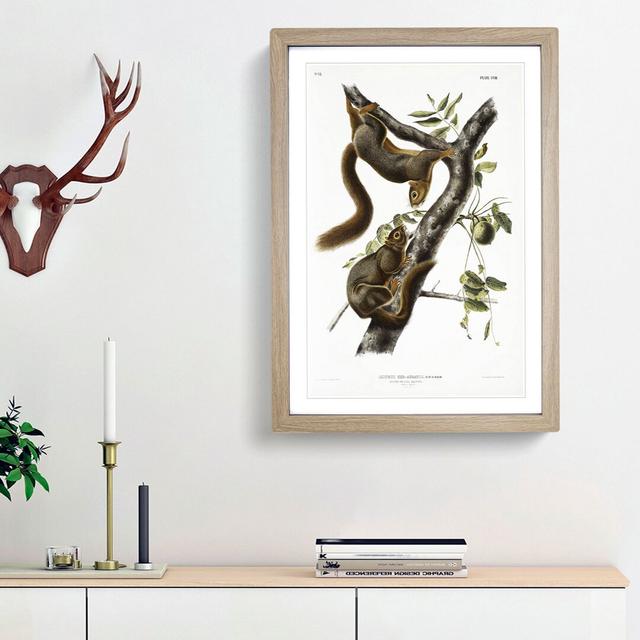 Orange-Bellied Squirrels by J.W. Audubon - Picture Frame Painting Print East Urban Home Frame Option: Oak Framed, Size: 87cm H x 62cm W x 2cm D on Productcaster.