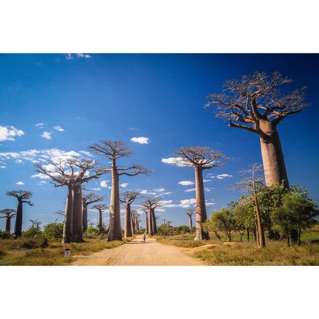 Baobab Avenue by Pawopa3336 - Wrapped Canvas Print Union Rustic Size: 81.28cm H x 121.92cm W on Productcaster.