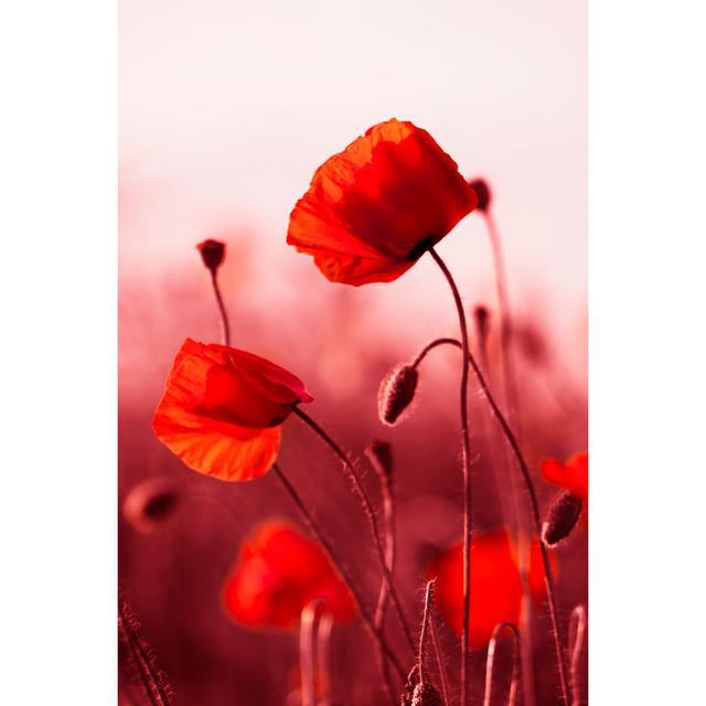 Red Poppies In Meadow - Wrapped Canvas Print Ebern Designs Size: 76cm H x 51cm W x 3.8cm D on Productcaster.