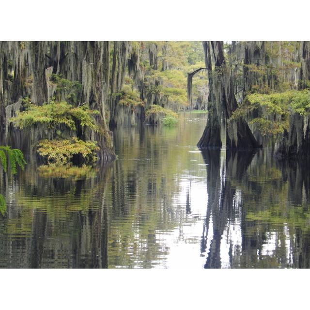 Cypress Swamp by Kathryn8 - No Frame Art Prints on Canvas Alpen Home Size: 20cm H x 30cm W on Productcaster.