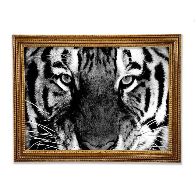 Tiger Stare B N W - Einzelne Bilderrahmen Kunstdrucke Ebern Designs Größe: 84,1 cm H x 118,9 cm B x 3 cm T on Productcaster.