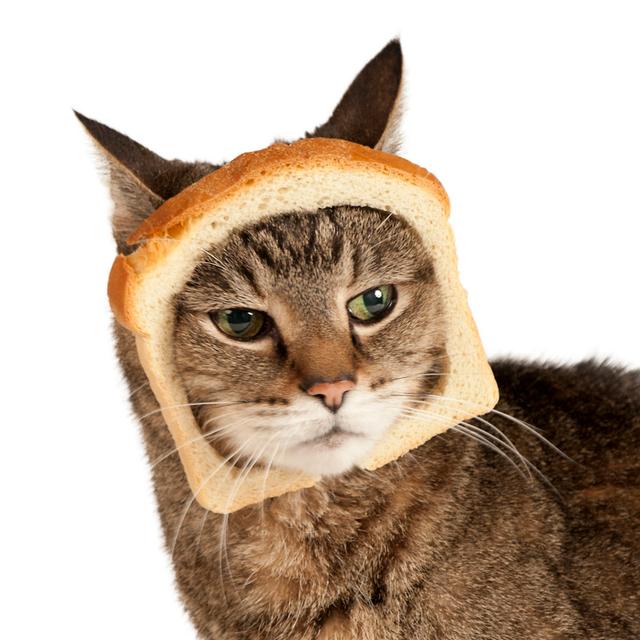 Breaded Cat by Westhoff - No Frame Print on Canvas 17 Stories Size: 91cm H x 91cm W on Productcaster.