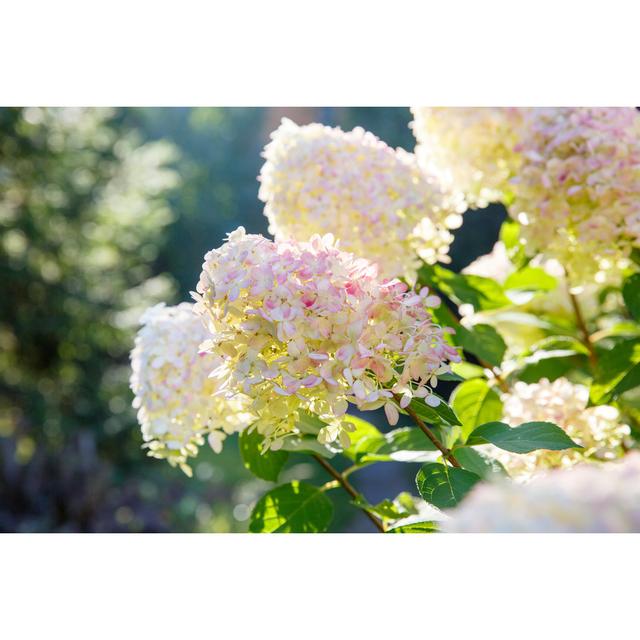 Paniculata Hydrangea by Geshas - Wrapped Canvas Print 17 Stories Size: 61cm H x 91cm W on Productcaster.