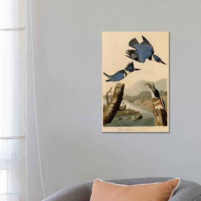 Belted Kingfisher by John James Audubon - Wrapped Canvas Graphic Art Bay Isle Home Size: 66.04cm H x 45.72cm W x 1.91cm D on Productcaster.