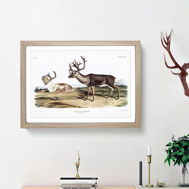 Caribou by J.W. Audubon - Picture Frame Graphic Art Print East Urban Home Frame Option: Oak Framed, Size: 36cm H x 48cm W x 2cm D on Productcaster.