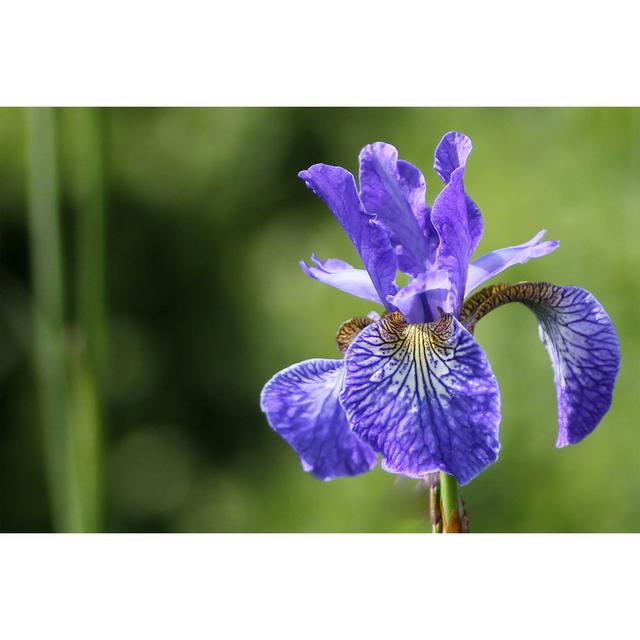 Blue Bearded Iris von Lorraine Kerr - Druck Marlow Home Co. Größe: 75 cm H x 50 cm B on Productcaster.