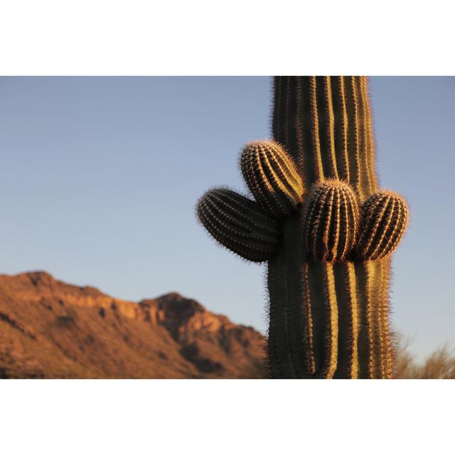 New Saguaro Growth von Vlynder - Kunstdrucke Natur Pur Größe: 50 cm H x 75 cm B on Productcaster.