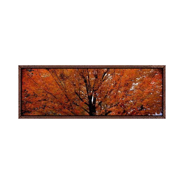 Ahornbaum im HerbstVermont, USA von Panoramic Images - Panoramic Gallery-Wrapped Canvas Giclée on Canvas ClassicLiving Größe: 40,64 cm H x 121,92 cm B on Productcaster.