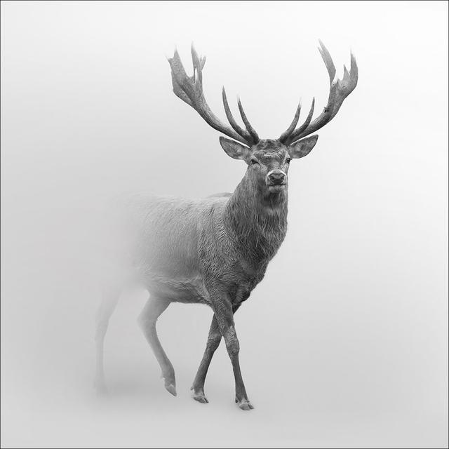 Grey Deer V - No Frame Art Prints on Float Glass Alpen Home Size: 30cm H x 30cm W x 1.3cm D on Productcaster.