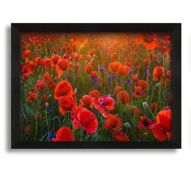 Red Poppies Sun Ray by Unkown - Single Picture Frame Art Prints Ophelia & Co. Size: 60cm H x 84cm W x 10cm D, Format: Black Framed Canvas on Productcaster.