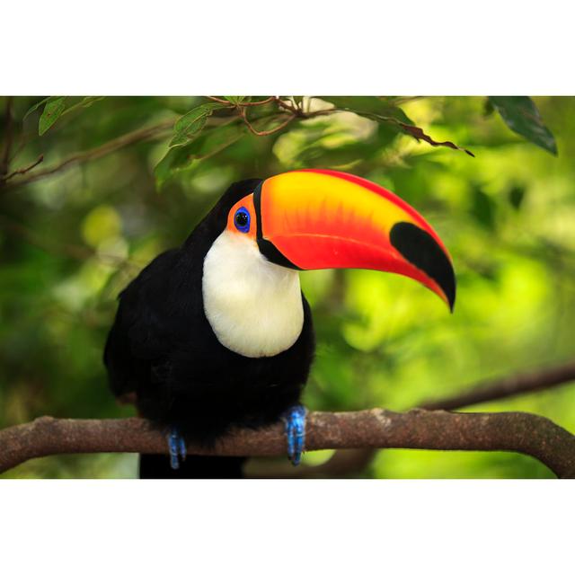 Toco Toucan by Nicholashan - Wrapped Canvas Print 17 Stories Size: 20cm H x 30cm W on Productcaster.