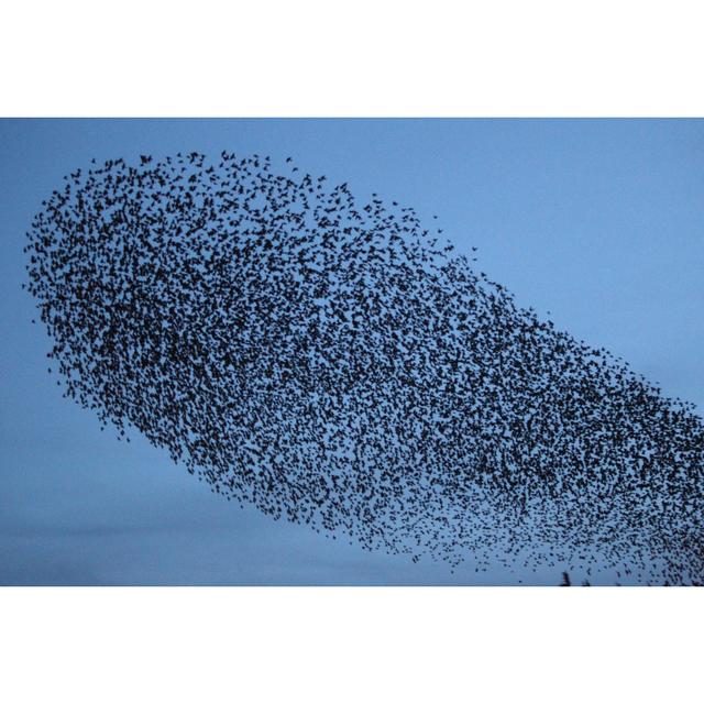 Flock of Starlings - Wrapped Canvas Photograph ClassicLiving Size: 20cm H x 30cm W on Productcaster.