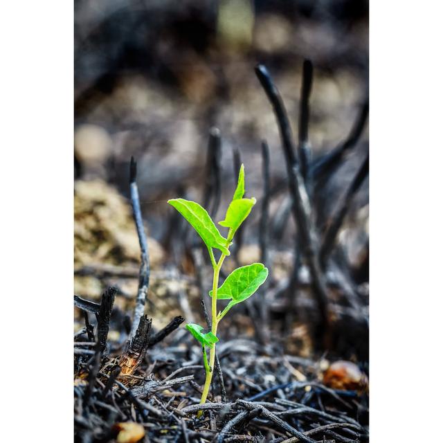 Young Green Sprout by Bozhdb - Wrapped Canvas Photograph 17 Stories Size: 76cm H x 51cm W on Productcaster.