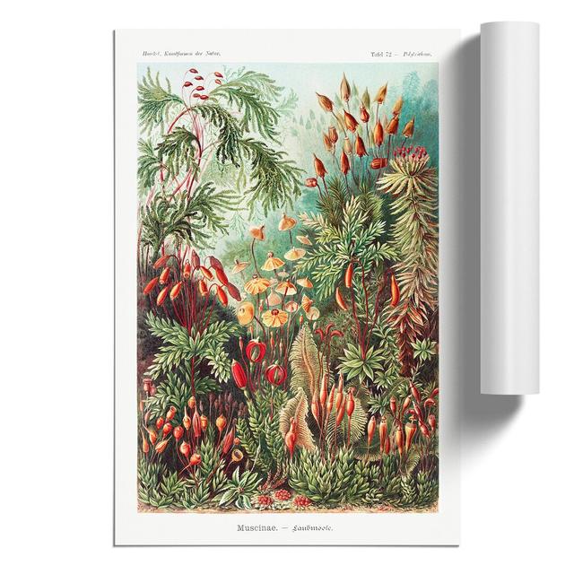 Flowers Growing Wild by Ernst Haeckel - Unframed Painting East Urban Home Size: 42cm H x 30cm W x 0.1cm D on Productcaster.