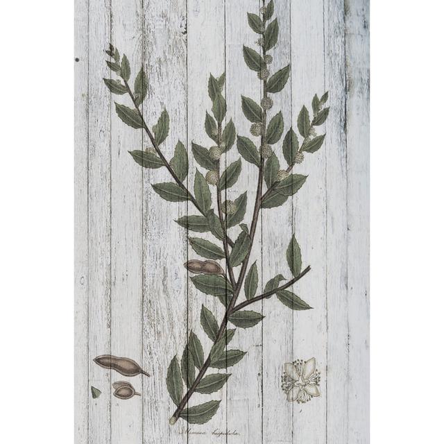 Rustic Greenery II by Studio W - Wrapped Canvas Print August Grove Size: 122cm H x 81cm W x 3.8cm D on Productcaster.