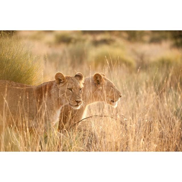 Lionesses In Savanna by Julian Parsons - Wrapped Canvas Print Ebern Designs Size: 81cm H x 122cm W on Productcaster.