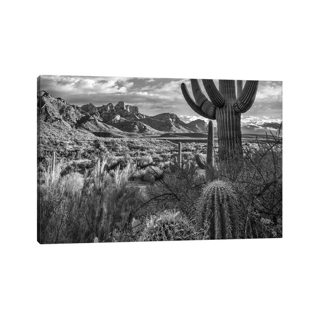 Barrel and Saguaro Cacti with the Santa Catalina Mountains, Catalina State Park, Arizona by Tim Fitzharris - Wrapped Canvas Photograph Natur Pur Size: on Productcaster.