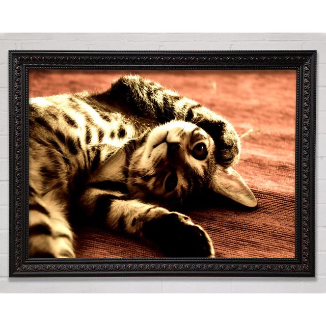 Funny Cat - Single Picture Frame Art Prints Bright Star Size: 42cm H x 59.7cm W on Productcaster.