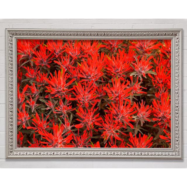 Red Paintbrush Utah - Einzelner Bilderrahmen Druck Bright Star Größe: 84,1 cm H x 118,9 cm B x 3 cm T on Productcaster.