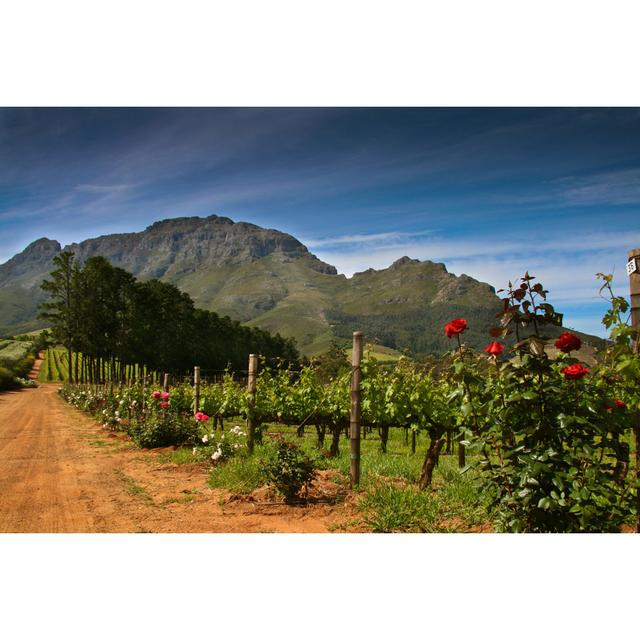 A Dirt Track Winding Through the South African Wine Country by Cornishphotography - Wrapped Canvas Photograph Union Rustic Size: 30.48cm H x 45.72cm W on Productcaster.