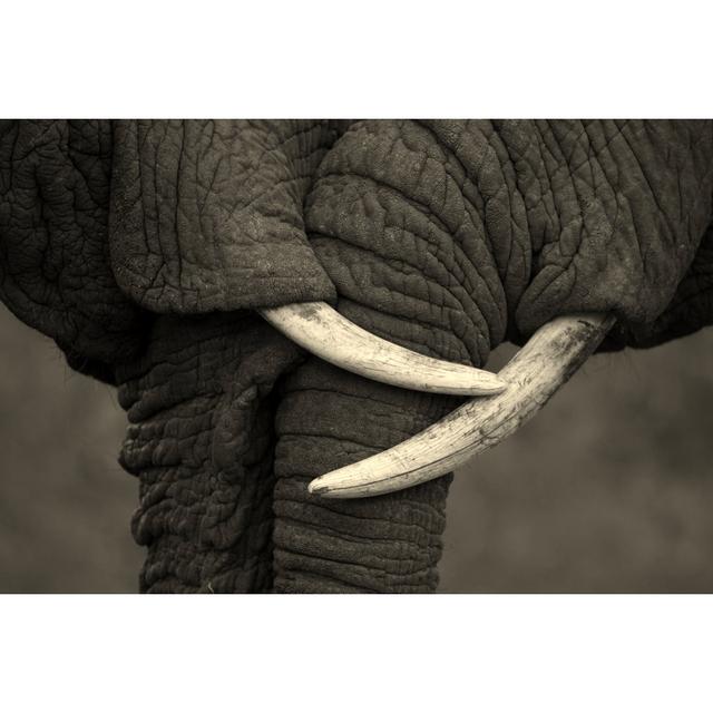 Elephant Affection - Wrapped Canvas Photograph 17 Stories Size: 30cm H x 46cm W on Productcaster.