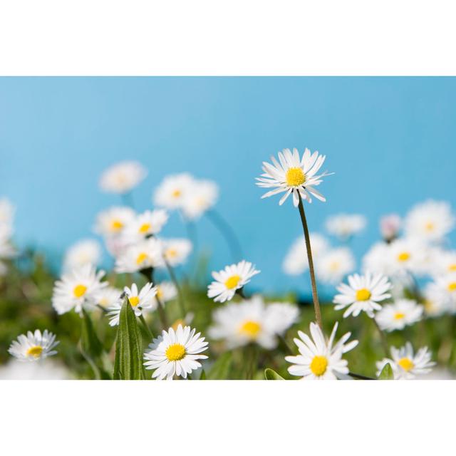 White Daisies In Green Grass by Aprott - Wrapped Canvas Print 17 Stories Size: 51cm H x 76cm W x 3.8cm D on Productcaster.