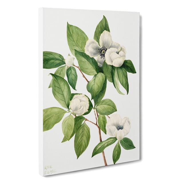 Virginia Stewartia by - Wrapped Canvas Painting East Urban Home Size: 60cm H x 40cm W x 3cm D on Productcaster.