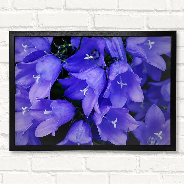 Purple Bluebells - Single Picture Frame Print Brayden Studio Size: 21cm H x 29.7cm W x 3cm D, Format: Black Framed Wood on Productcaster.