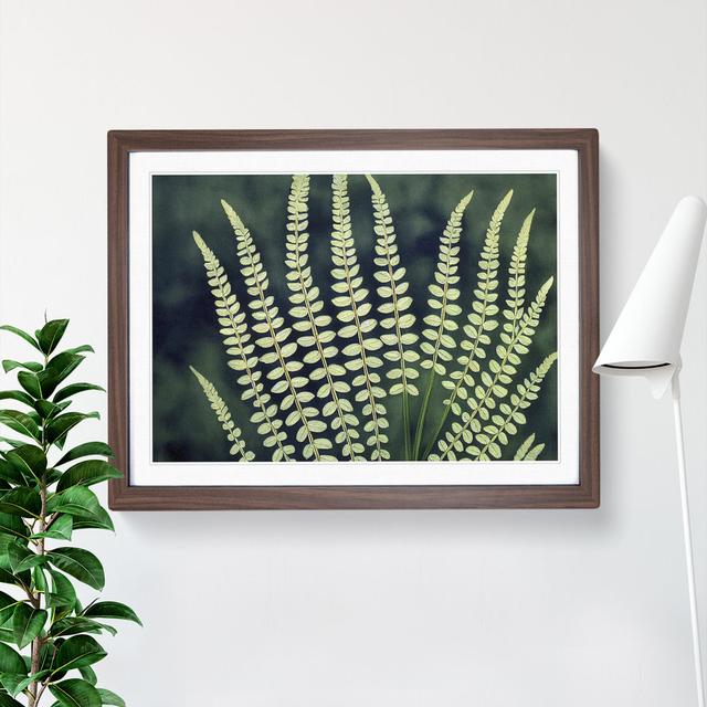 Beguiling Fern Leaf - Picture Frame Graphic Art Brambly Cottage Size: 25cm H x 34cm W x 2cm D, Frame Colour: Walnut Frame on Productcaster.