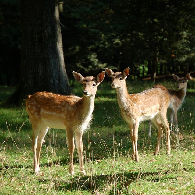 Two young roe deers in a forest ClassicLiving Size: 76cm H x 76cm W on Productcaster.