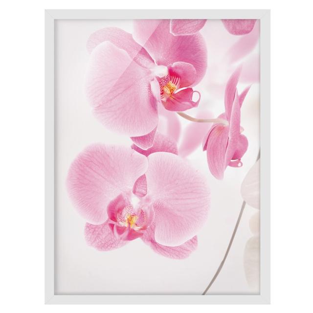 Delicate Orchids - Picture Frame Graphic Art Rosalind Wheeler Size: 55cm H x 40cm W x 2cm D, Frame Option: White Framed on Productcaster.