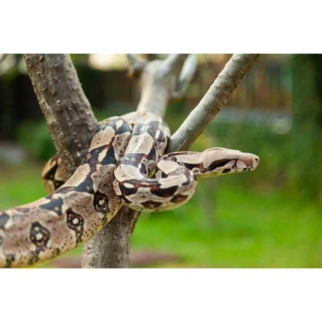 Colombian Boa Constrictor by Lunatic_67 - Wrapped Canvas Photograph 17 Stories Size: 81cm H x 122cm W on Productcaster.