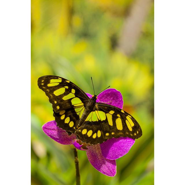 Siproeta Stelenes Butterfly on the Orchid Flower - Wrapped Canvas Photograph August Grove Size: 91Cm H x 61Cm W on Productcaster.