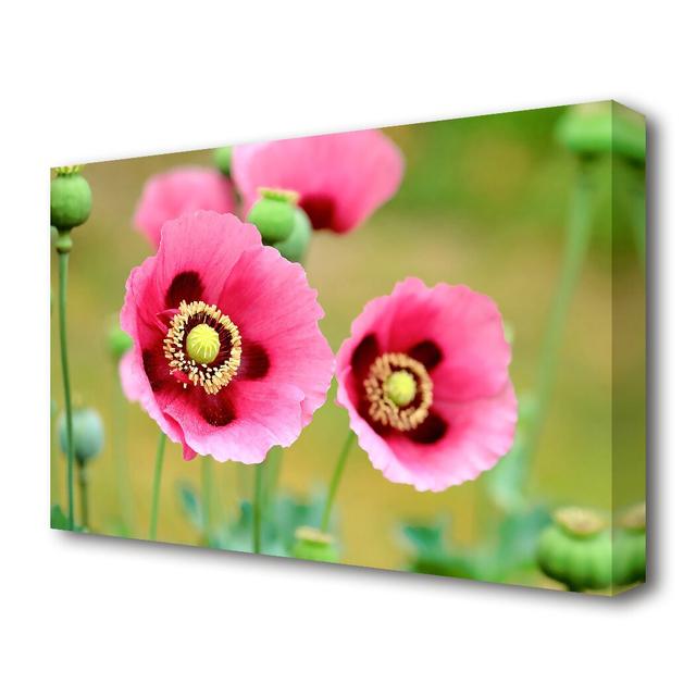 Pink Poppies In Bloom Flowers Canvas Print Wall Art East Urban Home Size: 81.3 cm H x 121.9 cm W on Productcaster.