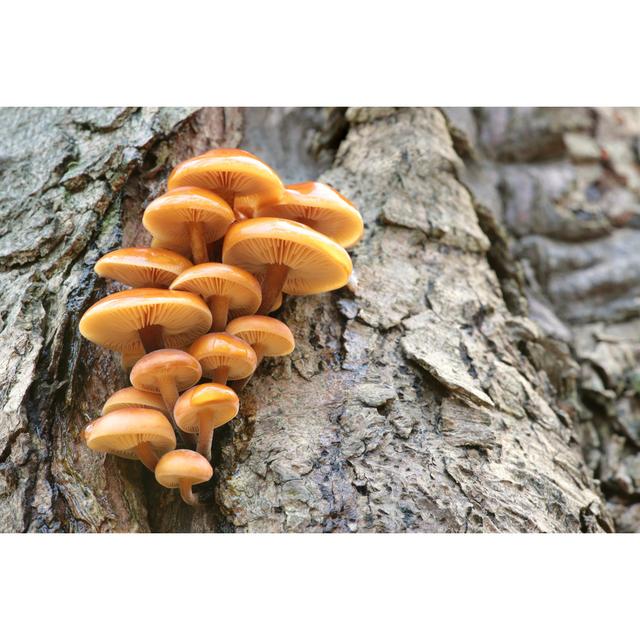 Mushrooms on a Tree Trunk - Wrapped Canvas Photograph Ebern Designs Size: 61cm H x 91cm W x 3.8cm D on Productcaster.