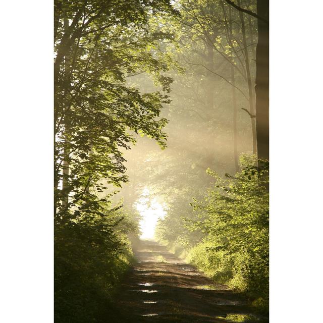 Sunlight Falls into the Misty Woods - Wrapped Canvas Photograph Union Rustic Size: 122cm H x 81cm W x 3.8cm D on Productcaster.