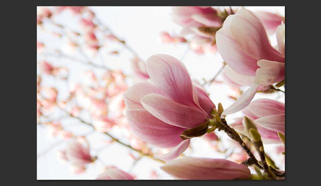 Pink Magnolia 231cm x 300cm Wallpaper East Urban Home on Productcaster.