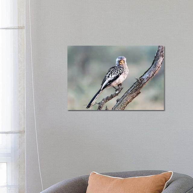 Hornbill by MScottPhotography - Wrapped Canvas Gallery-Wrapped Canvas Giclée Latitude Run Size: 45.72cm H x 66.04cm W x 3.81cm D on Productcaster.