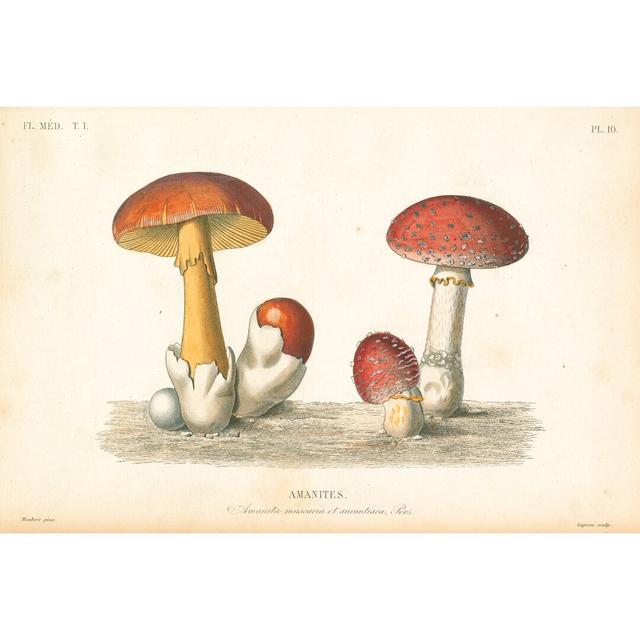 French Mushrooms I - Wrapped Canvas Art Print Rosalind Wheeler Size: 51cm H x 76cm W on Productcaster.