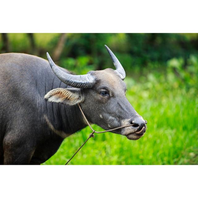 Water Buffalo - Wrapped Canvas Print Brambly Cottage Size: 30cm H x 46cm W x 3.8cm D on Productcaster.