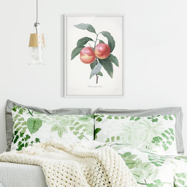 Botany Vintage Illustration Peach - Picture Frame Graphic Art August Grove Size: 55cm H x 40cm W x 2cm D, Frame Option: White on Productcaster.