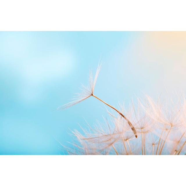 Dandelion Seed Blowing by Filipfoto - Wrapped Canvas Photograph 17 Stories Size: 51cm H x 76cm W on Productcaster.