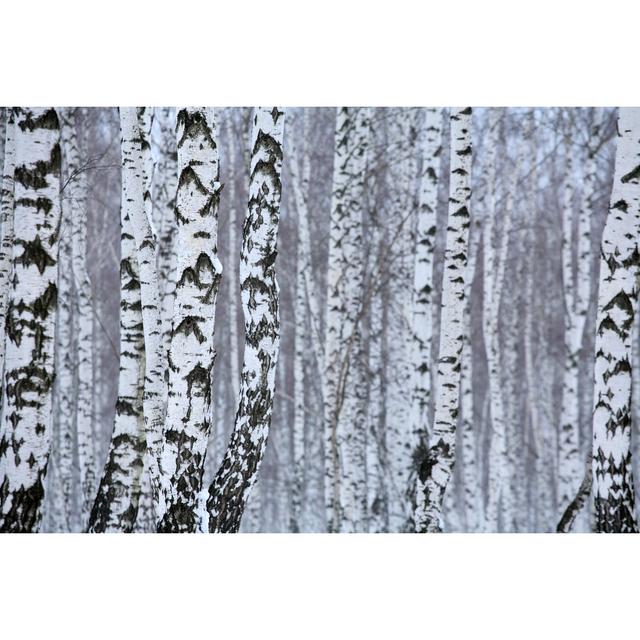 Foscoe Birch In Winter, Russia - Wrapped Canvas Print Alpen Home Size: 20cm H x 30cm W x 3.8cm D on Productcaster.