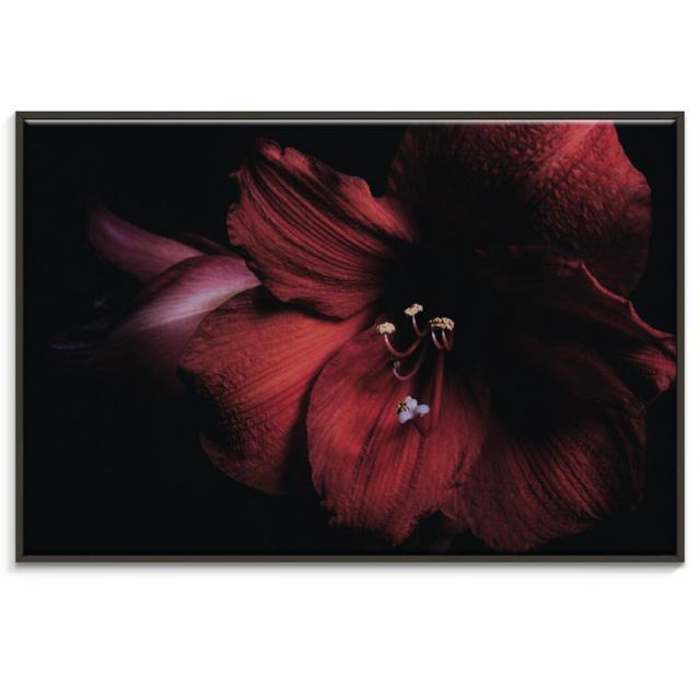 'Crimson Beauty' Framed Photograph on Canvas East Urban Home Size: 51cm H x 76cm W, Format: Black Floater Frame on Productcaster.