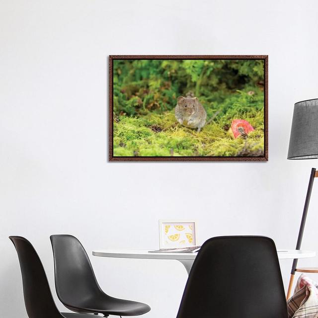 Bank Vole And Apple by Dean Mason - Print on Canvas Union Rustic Format: Classic Brown Wood Framed, Size: 66.04cm H x 101.6cm W x 3.81cm D on Productcaster.