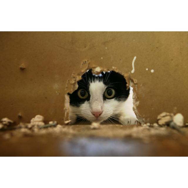 Mouse Hunting by SpxChrome - No Frame Art Prints on Canvas 17 Stories Size: 30cm H x 46cm W on Productcaster.