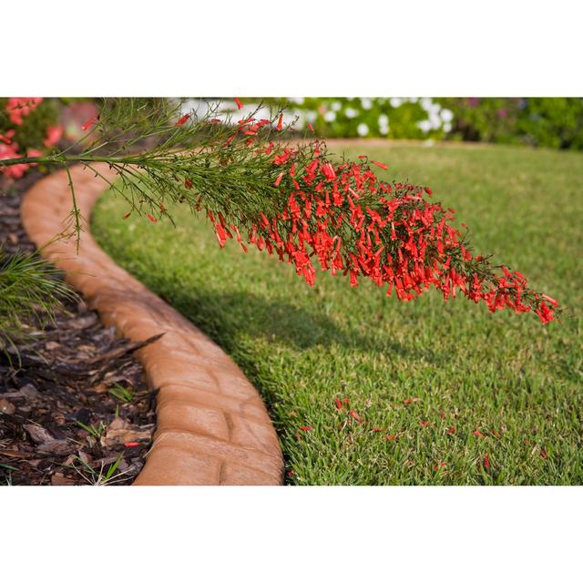 Red Firecracker Bush by RobertsGalleries - Wrapped Canvas Print Ebern Designs Size: 20cm H x 30cm W x 3.8cm D on Productcaster.