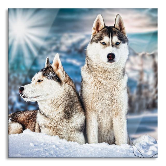 Glasbild Zwei Wilde Huskies Union Rustic Größe: 70 cm H x 70 cm B x 0,4 cm T on Productcaster.