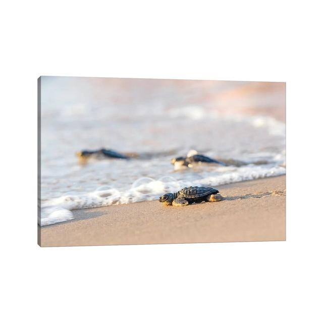 Kemp's Ridley Sea Turtle Hatchling I by Larry Ditto - Photograph Print on Canvas House of Hampton Format: Wrapped Canvas, Size: 45.72cm H x 66.04cm W on Productcaster.